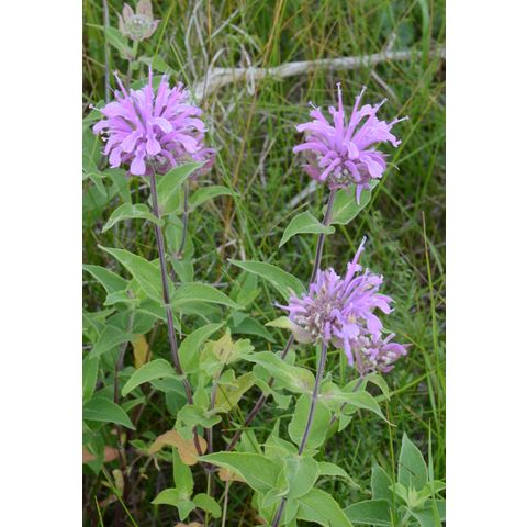 Monarda fistulosa