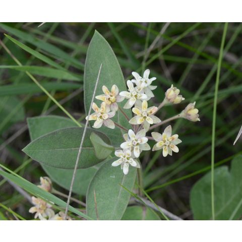 Asclepias ovalifolia