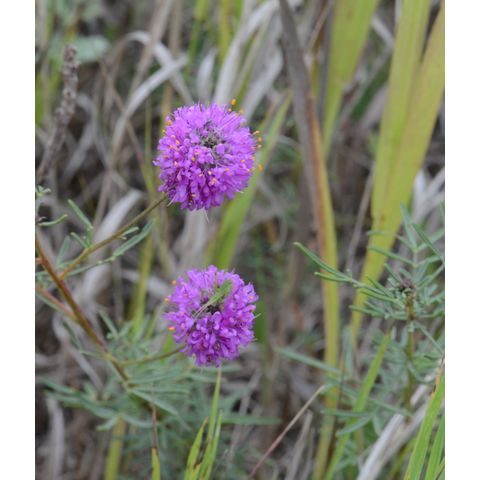 Dalea purpurea
