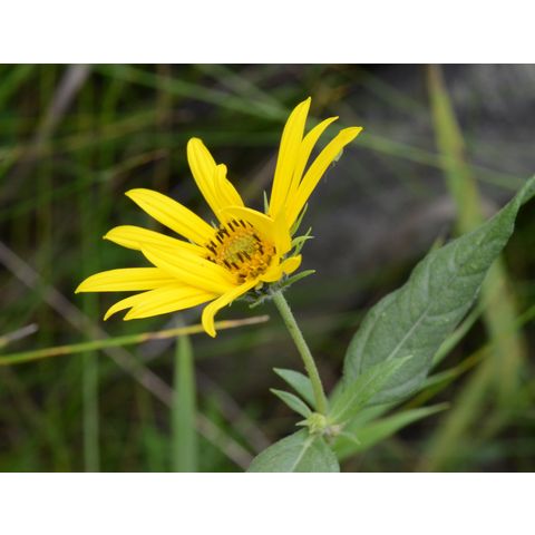 Helianthus pauciflorus
