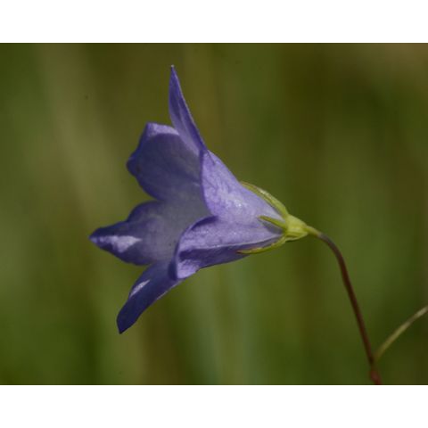 Campanula rotundifolia