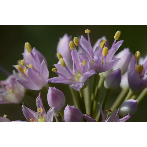 Allium stellatum