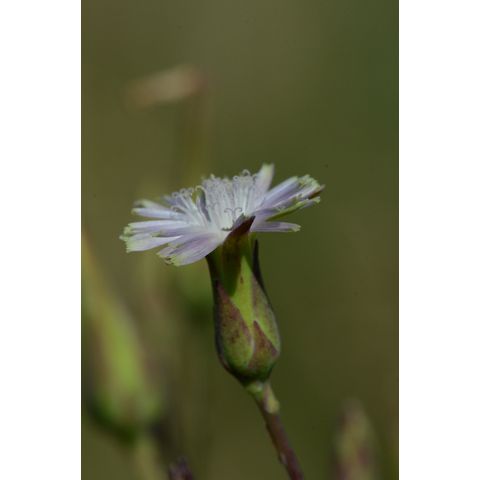 Lactuca tatarica