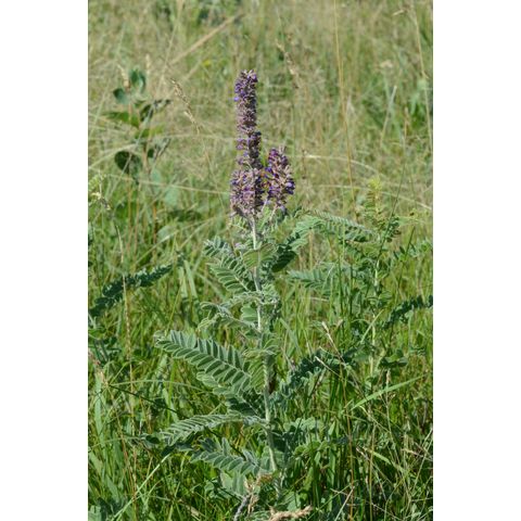 Amorpha canescens