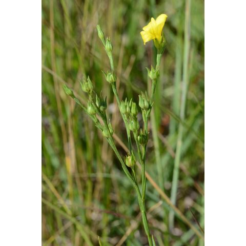 Linum sulcatum