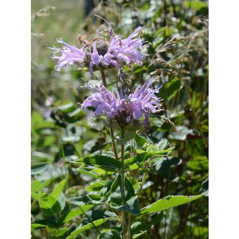 Monarda fistulosa