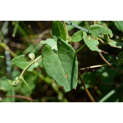 Polygonum convolvulus