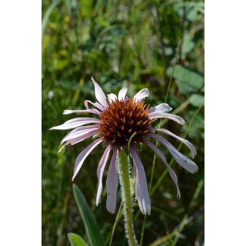 Echinacea angustifolia