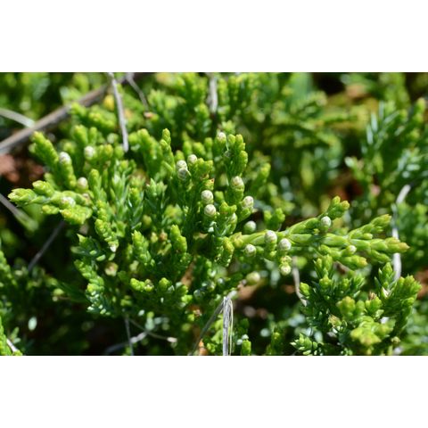 Juniperus horizontalis