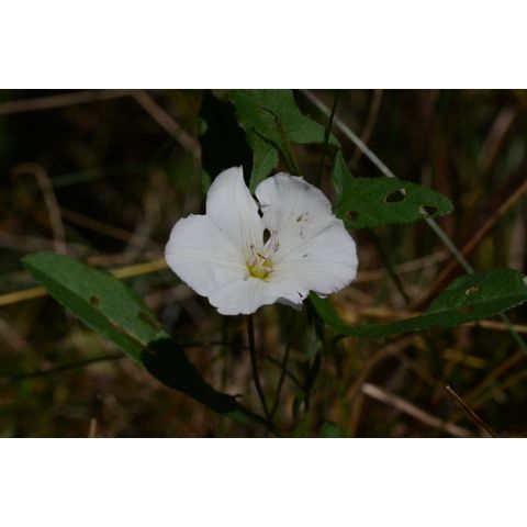 Convolvulus arvensis