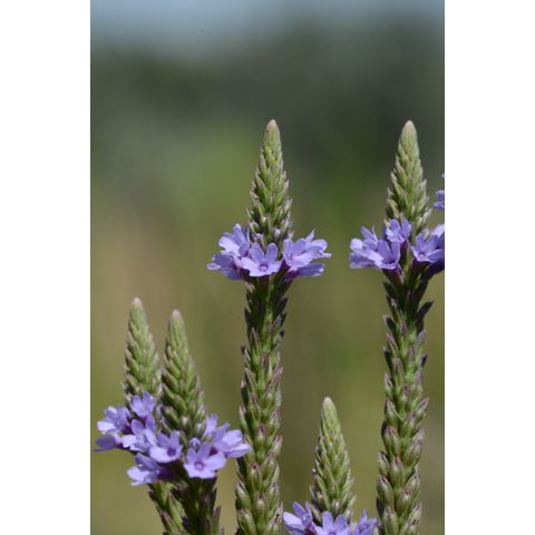Verbena hastata