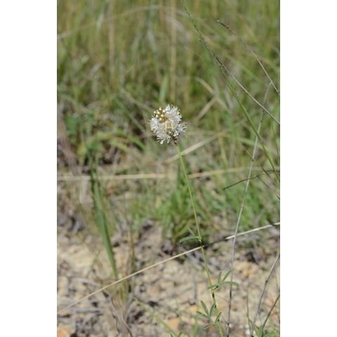 Dalea candida