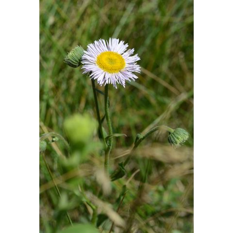 Erigeron glabellus