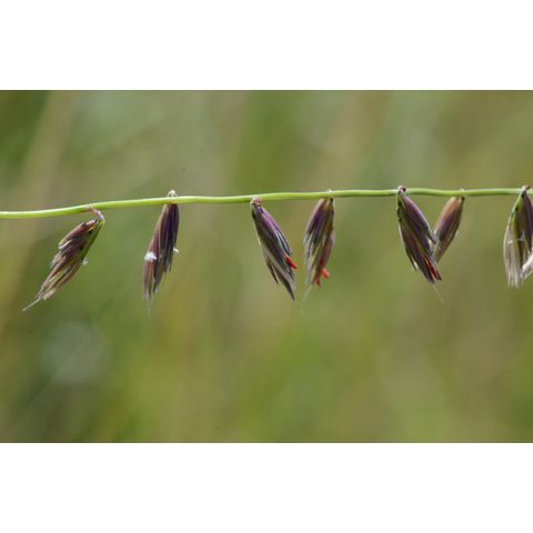 Bouteloua curtipendula