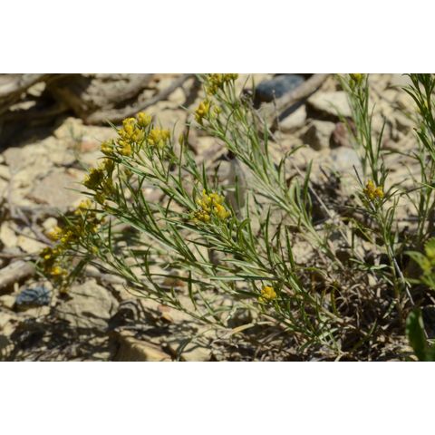 Gutierrezia sarothrae