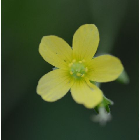 Oxalis stricta