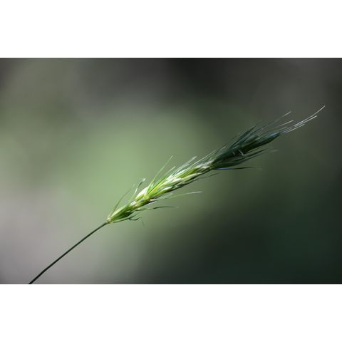 Elymus repens