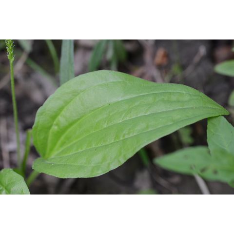 Plantago major
