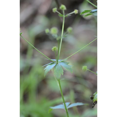 Sanicula marilandica