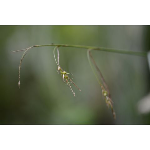 Carex assiniboinensis