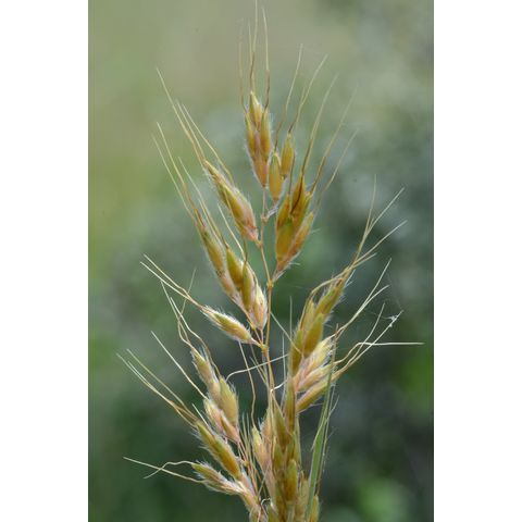 Sorghastrum nutans