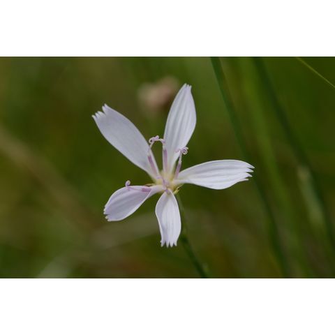 Lygodesmia juncea