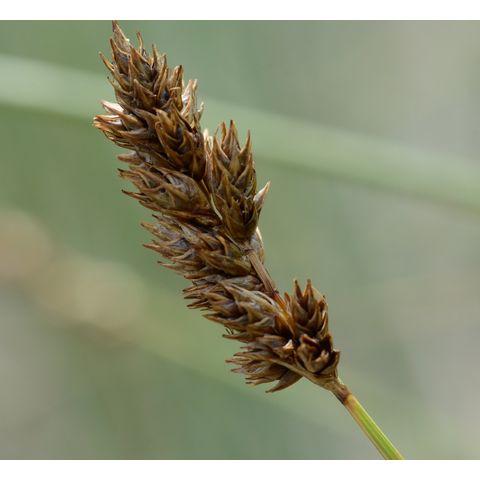 Carex brevior