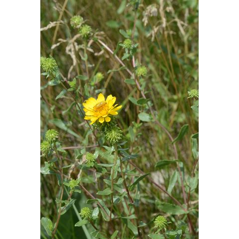 Grindelia squarrosa