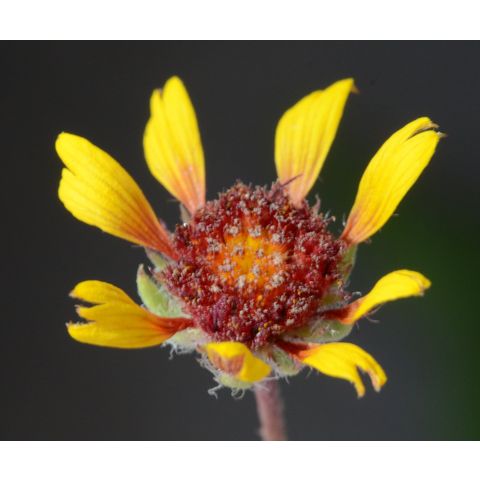 Gaillardia aristata