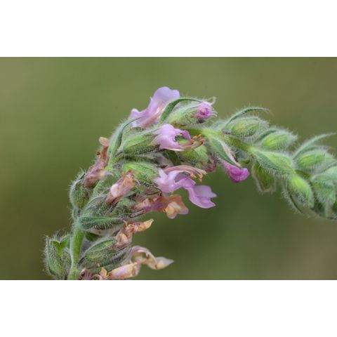 Teucrium canadense