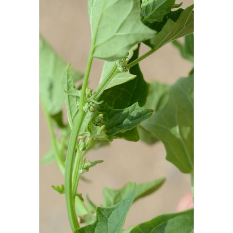 Chenopodium simplex