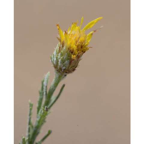 Machaeranthera pinnatifida