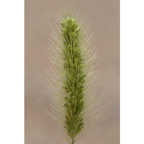 Setaria viridis