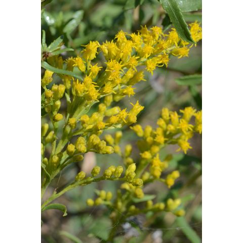 Solidago missouriensis