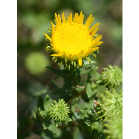 Grindelia squarrosa