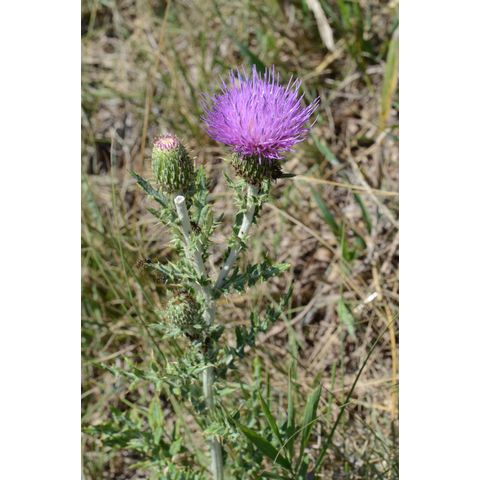 Cirsium flodmanii