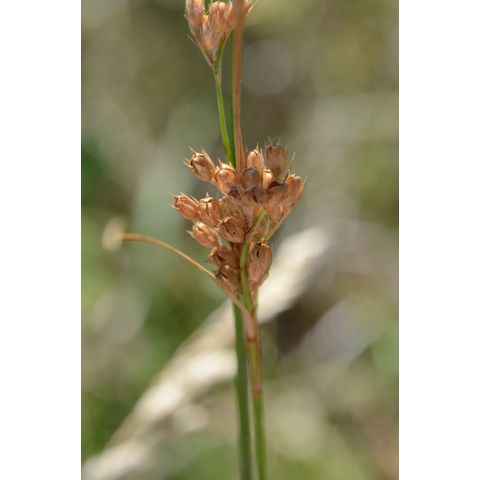 Juncus dudleyi