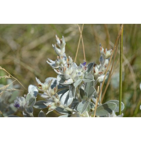 Pediomelum argophyllum