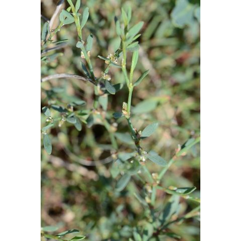 Polygonum aviculare