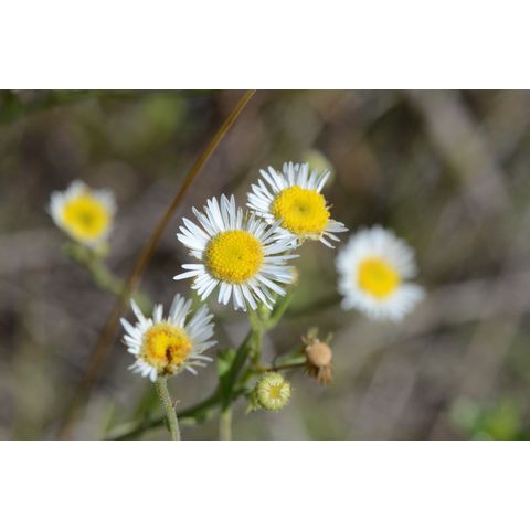 Erigeron strigosus