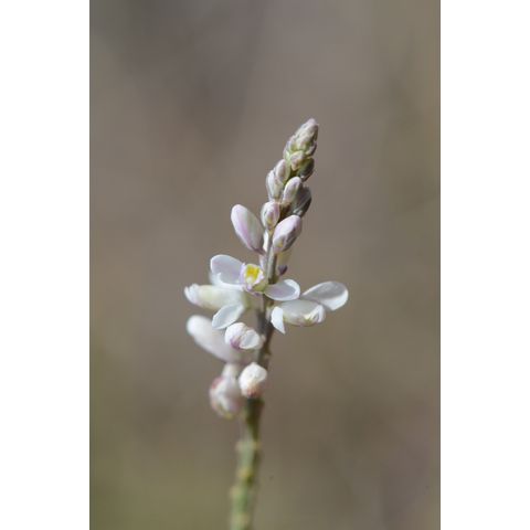 Polygala alba