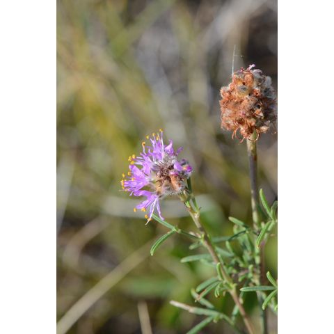 Dalea purpurea