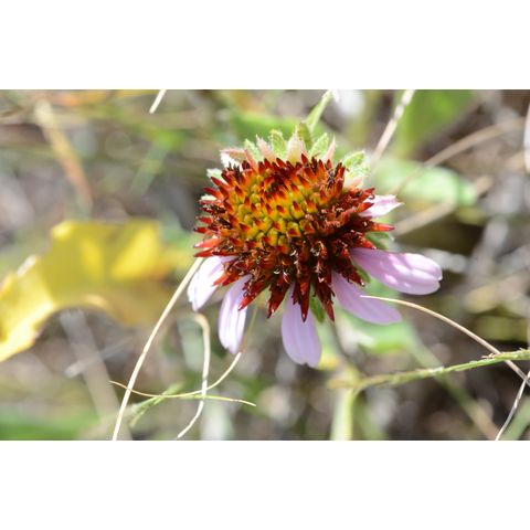 Echinacea angustifolia