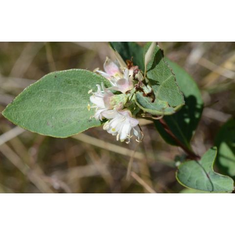 Symphoricarpos occidentalis