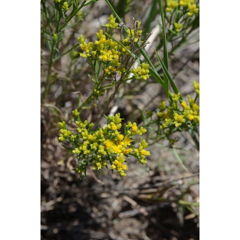 Gutierrezia sarothrae