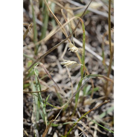 Bouteloua dactyloides