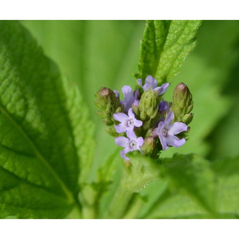Verbena hastata