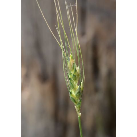 Triticum aestivum