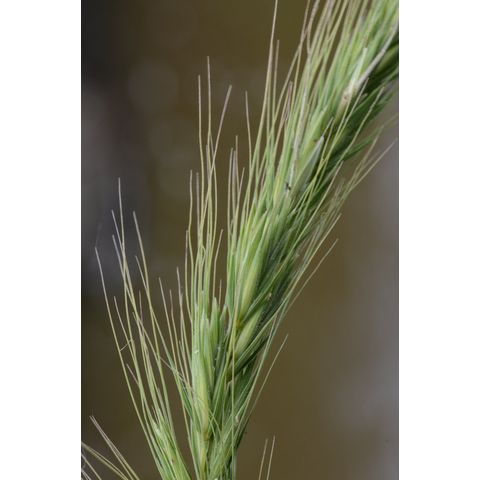 Elymus canadensis