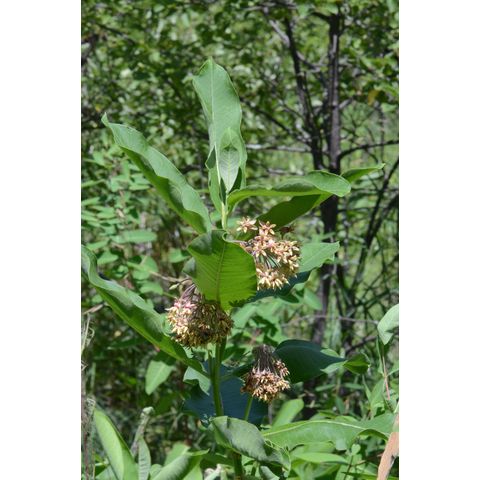 Asclepias speciosa